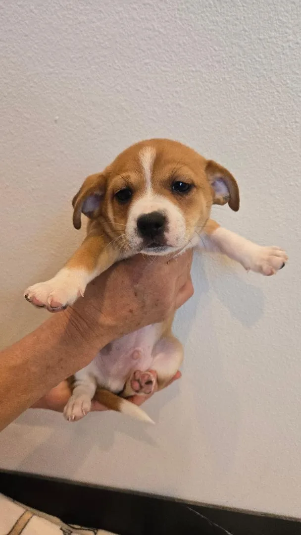 A baby small-sized male Chihuahua dog named Bubba for adoption in Amity, OR