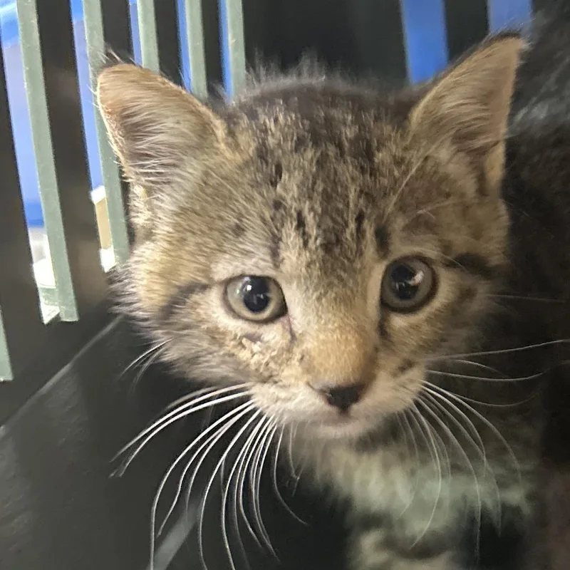 A baby small-sized male Brown / Chocolate Domestic Short Hair cat named Orym for adoption in Leander, TX