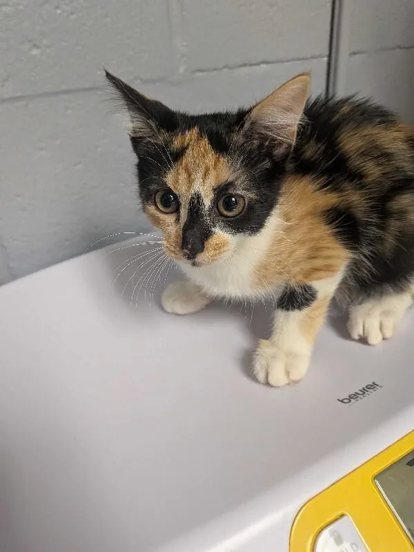 A young small-sized female Calico Domestic Short Hair cat named Watercolor for adoption in Cincinnati, OH
