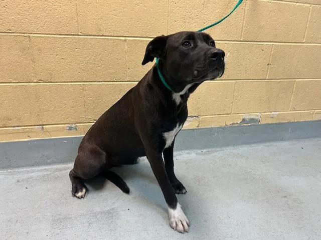 A young large-sized female Pit Bull Terrier dog named Wendy for adoption in Tulsa, OK