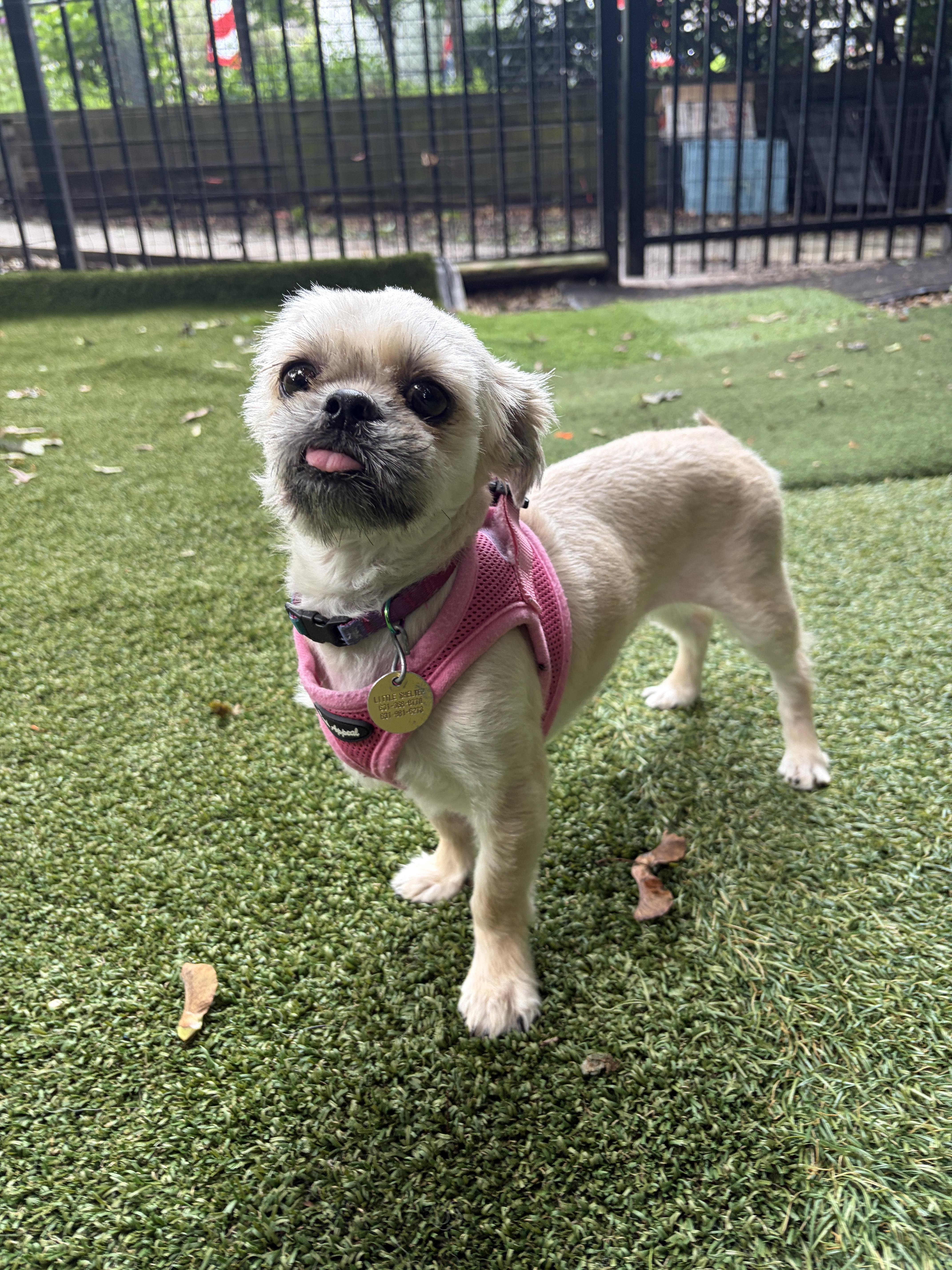 An adult small-sized female Shih Tzu dog named Henrietta for adoption in Huntington, NY