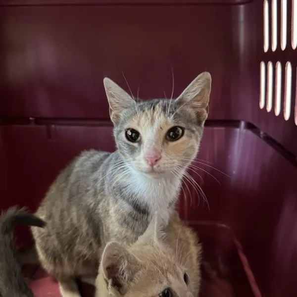A young medium-sized female Domestic Short Hair cat named Debby for adoption in Des Moines, IA