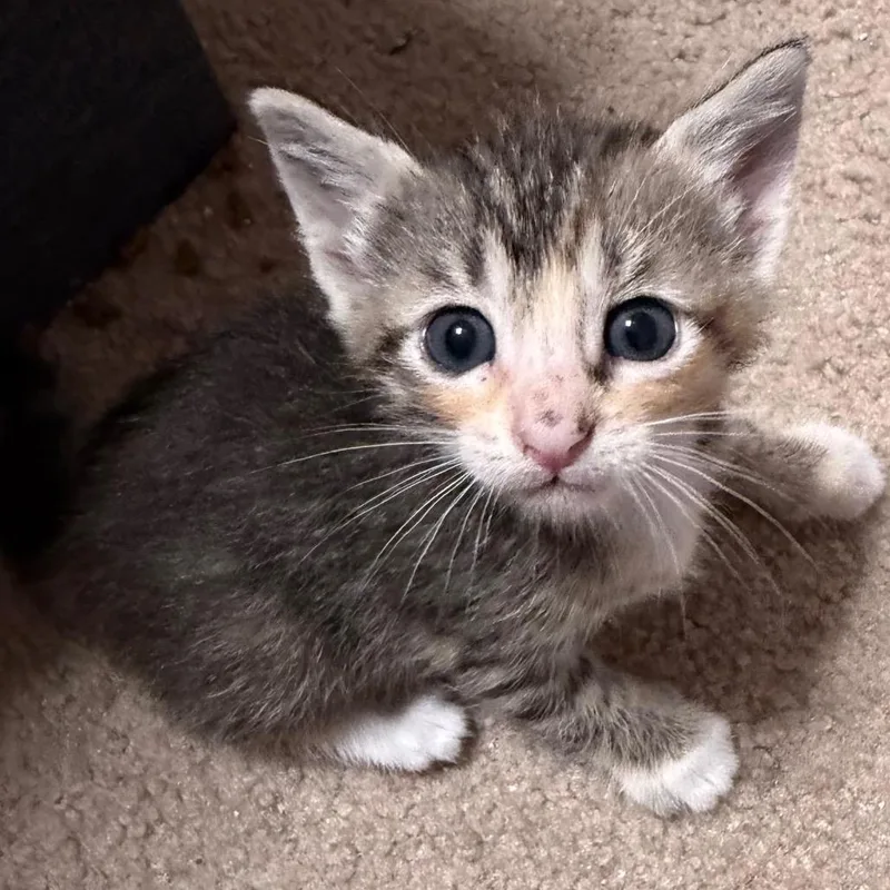 Limerick thumbnail 2