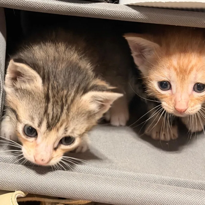 Limerick thumbnail 3