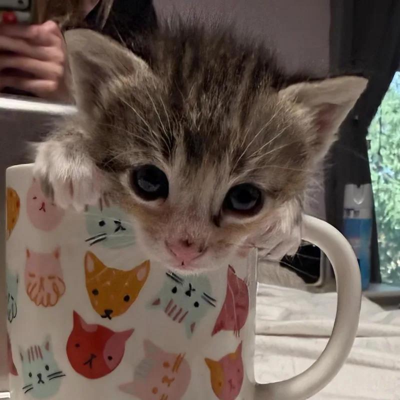 Limerick thumbnail 4