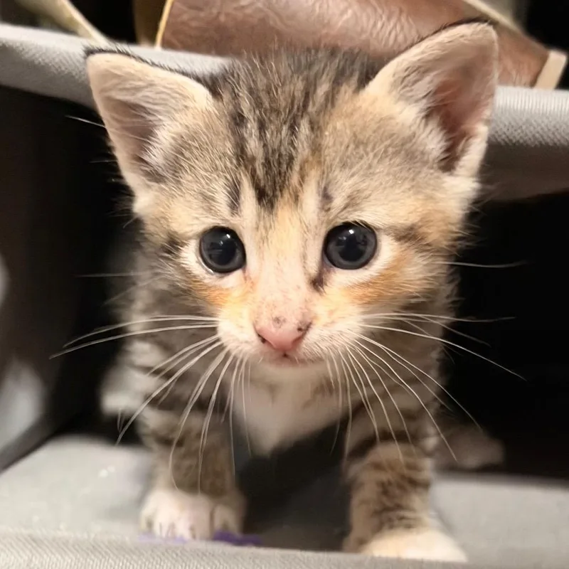 Limerick thumbnail 6