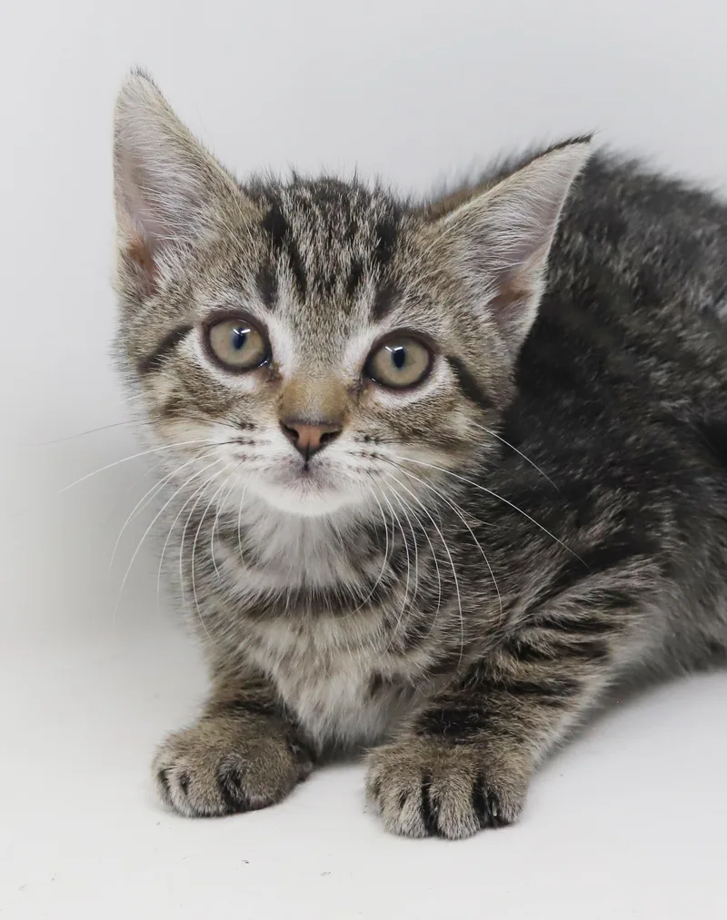A baby small-sized male Tabby (Brown / Chocolate) Bengal cat named Tairn Teeny Tiny for adoption in Bedford Hills, NY