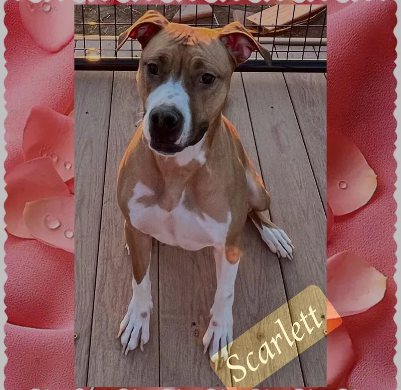 An adult medium-sized female Yellow / Tan / Blond / Fawn Mixed Breed dog named Scarlett for adoption in Canyon, TX