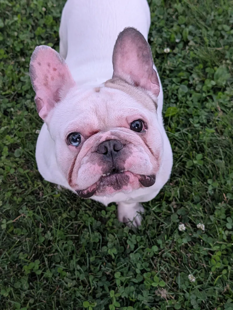 An adult medium-sized male White / Cream French Bulldog dog named Pancake for adoption in Decatur, IL