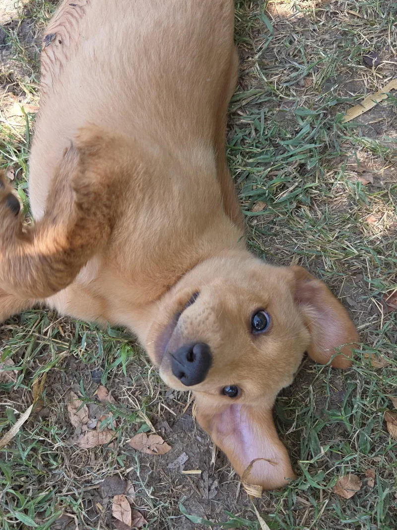 A young medium-sized female Labrador Retriever dog named Maddie for adoption in Fort Collins, CO