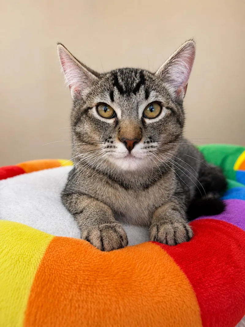 A baby small-sized male Domestic Short Hair cat named Peter Parker for adoption in Rio Linda, CA