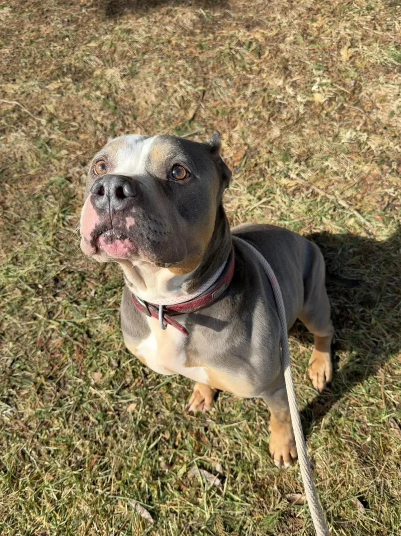 A senior large-sized male American Staffordshire Terrier dog named Sosa for adoption in Front Royal, VA