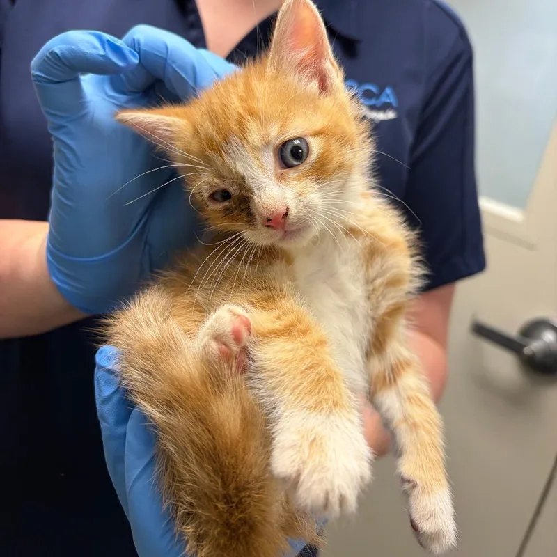 A baby small-sized male Orange / Red Domestic Short Hair cat named 71373 for adoption in Harrisonburg, VA