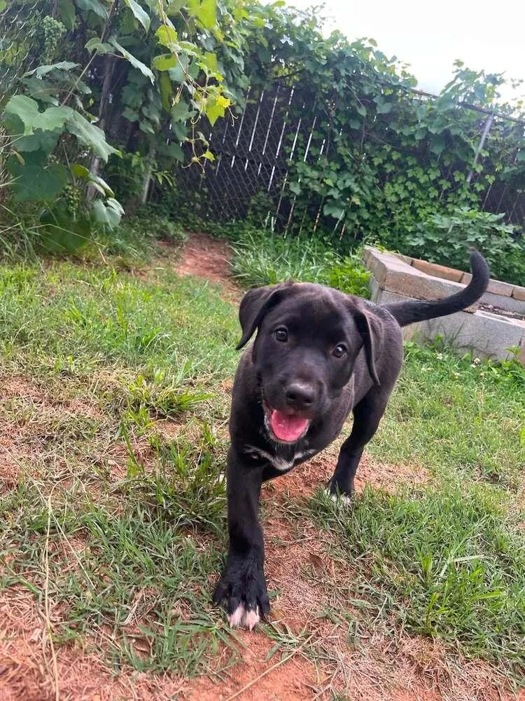 A baby large-sized female Tricolor (Brown, Black, & White) Mixed Breed dog named D.w. for adoption in Acworth, GA