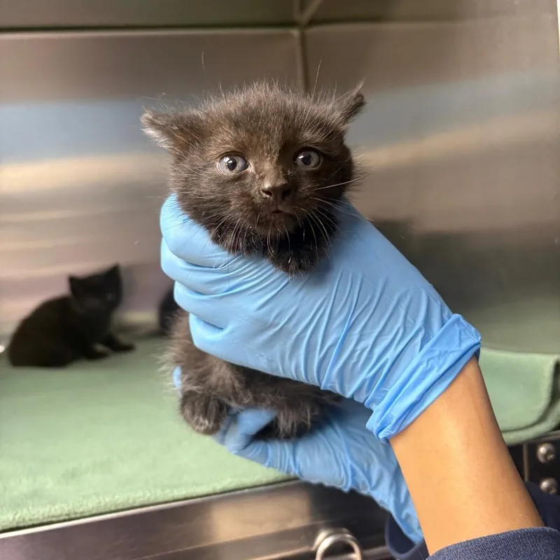 A baby small-sized male Black Domestic Short Hair cat named Billy Butcher for adoption in Newark, NJ