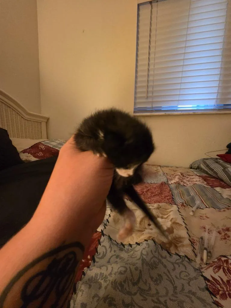 A baby large-sized female Domestic Short Hair cat named Basil for adoption in Fort Myers, FL
