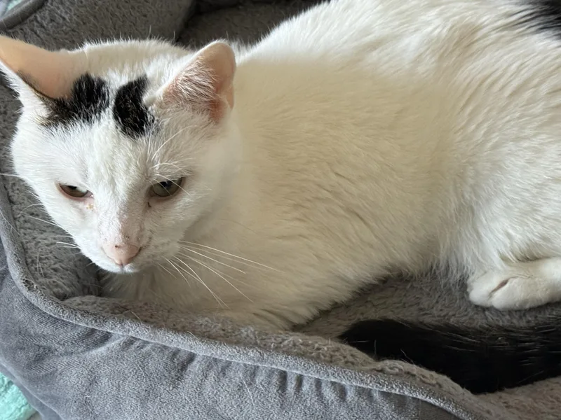 A senior medium-sized male Domestic Short Hair cat named Dolla for adoption in Old Bridge, NJ