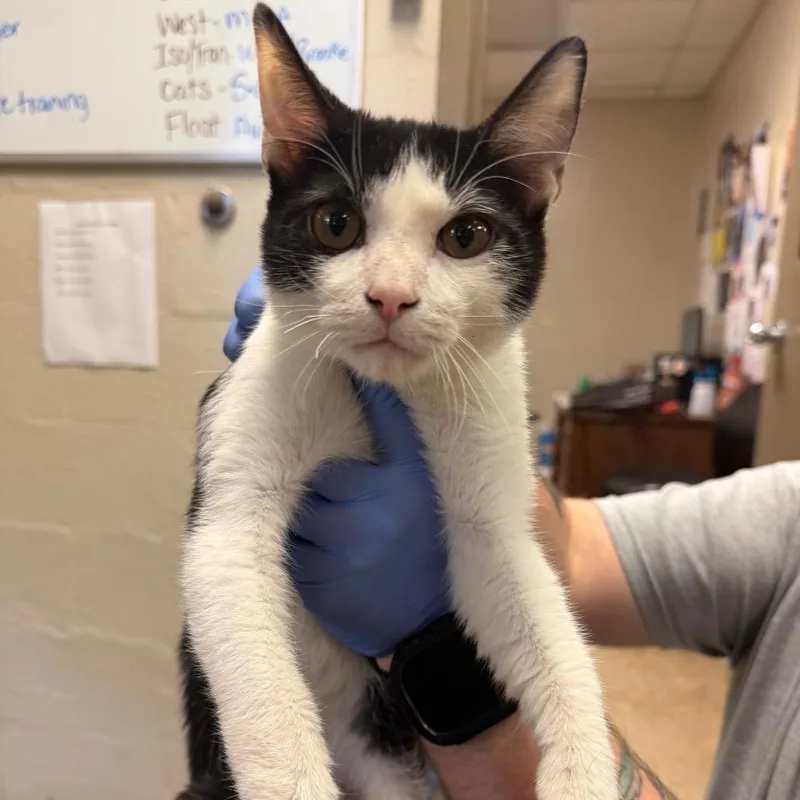 A baby medium-sized male Black Domestic Short Hair cat named Marco for adoption in Birmingham, AL