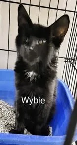 A baby small-sized male Black Domestic Short Hair cat named Wybie for adoption in Moline, IL