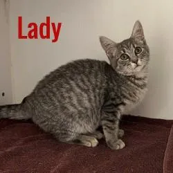 Lady