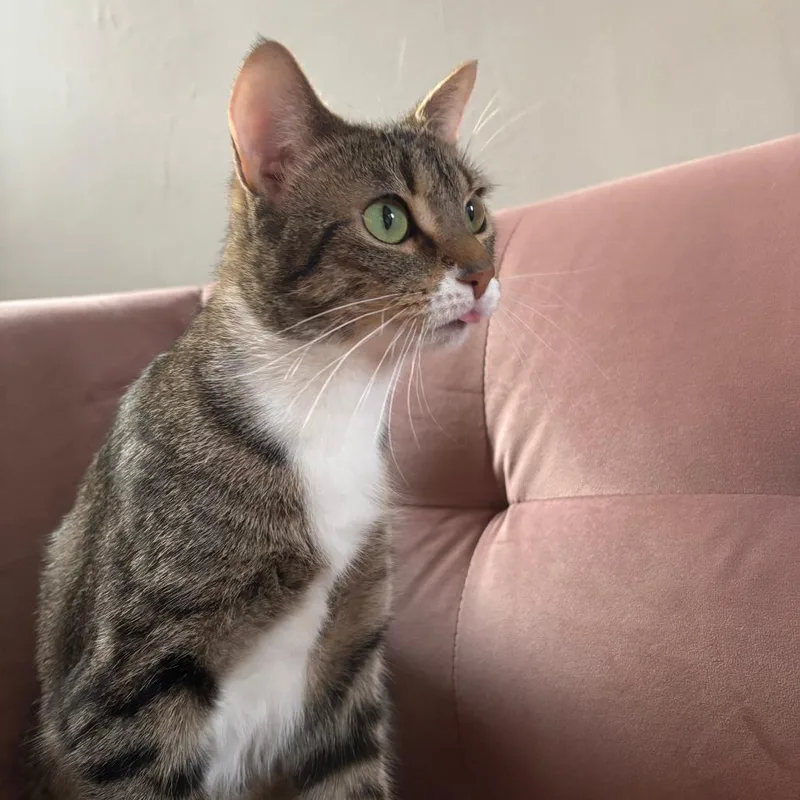An adult medium-sized female Tabby (Brown / Chocolate) Domestic Short Hair cat named Mesa Verde for adoption in Evanston, IL