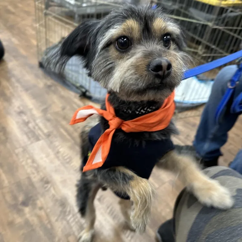 Kingston thumbnail 4