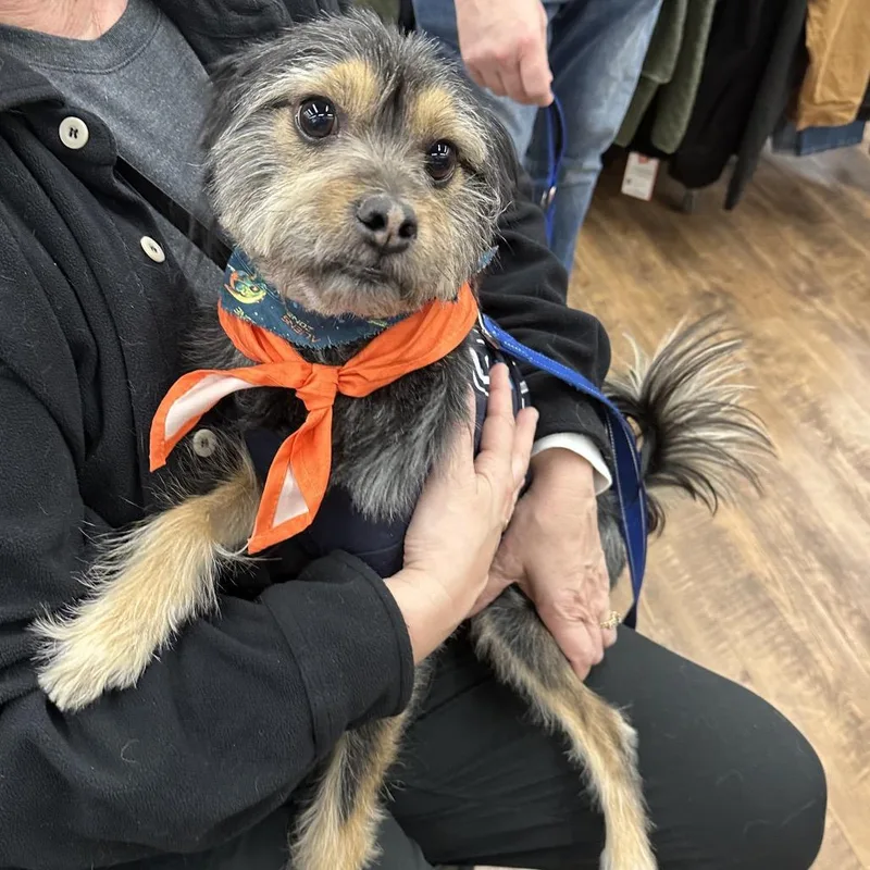 Kingston thumbnail 6