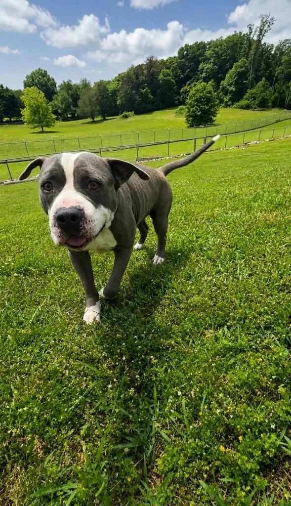 An adult large-sized male American Staffordshire Terrier dog named Harris for adoption in Chickamauga , GA