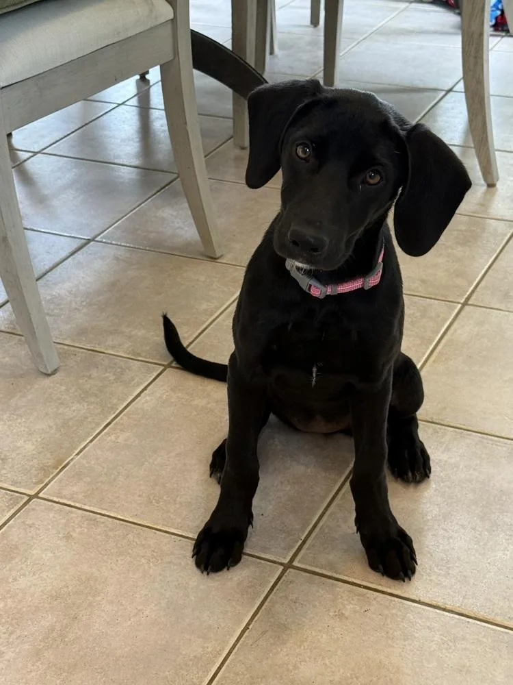 A baby large-sized female Black Labrador Retriever dog named Cooleye Opal for adoption in Broomfield, CO