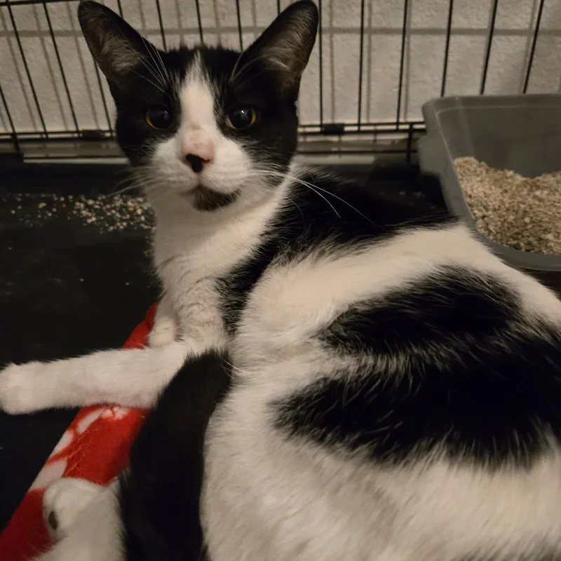 A young small-sized female White Domestic Short Hair cat named Bones . for adoption in Kingman, AZ