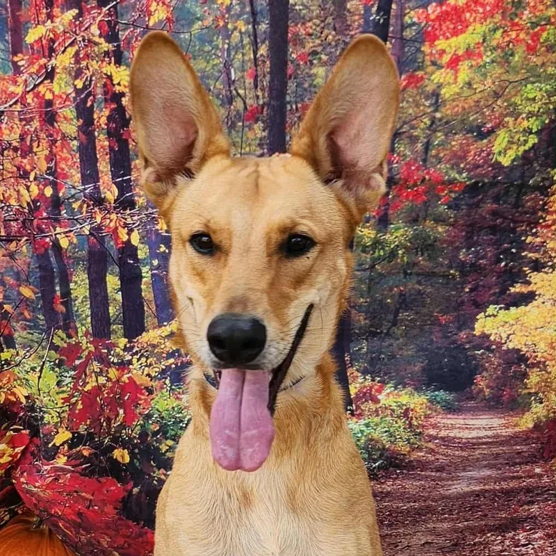 Kanga Jw thumbnail 2