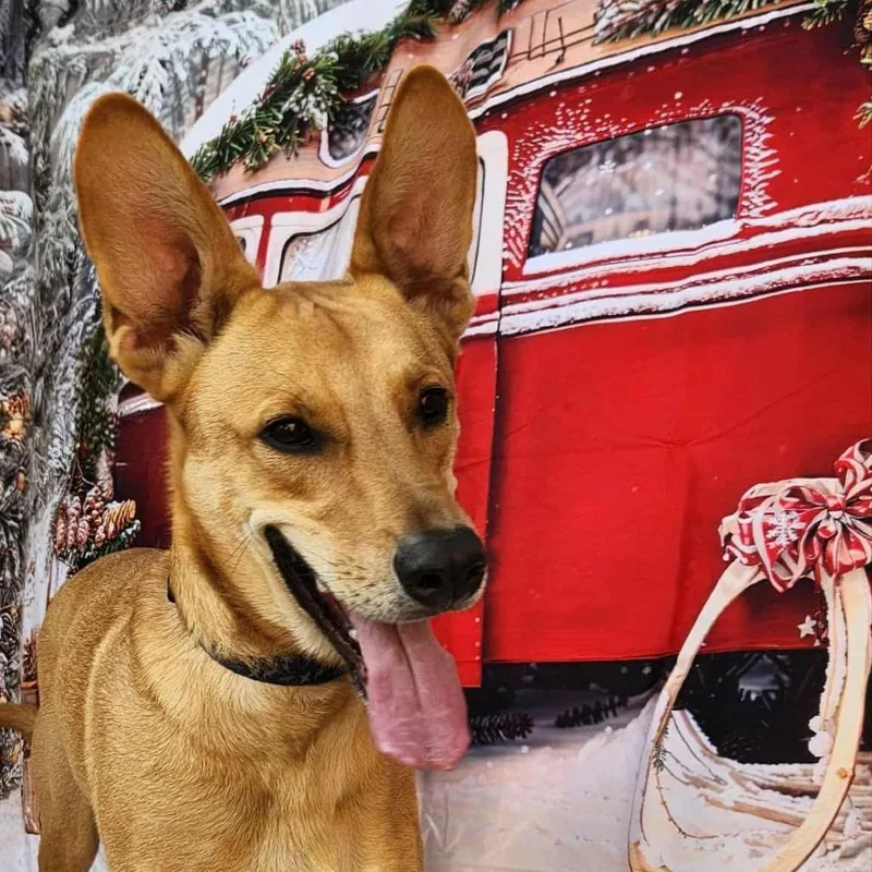 Kanga Jw thumbnail 3