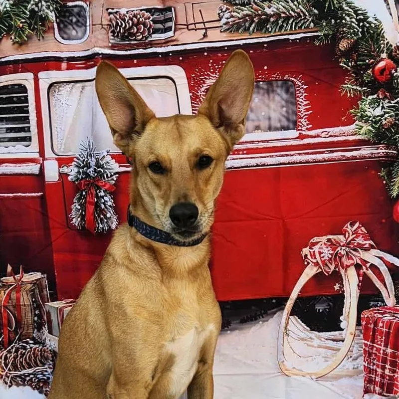 Kanga Jw thumbnail 5