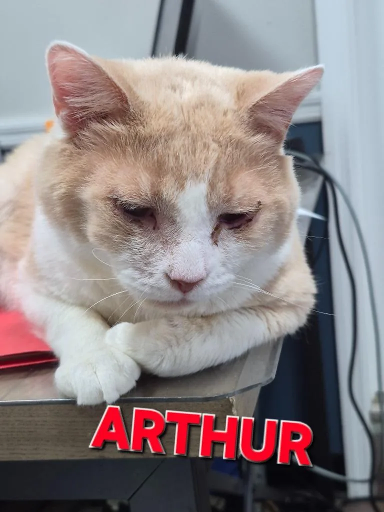 An adult medium-sized male Domestic Short Hair cat named Arthur for adoption in Rome, GA