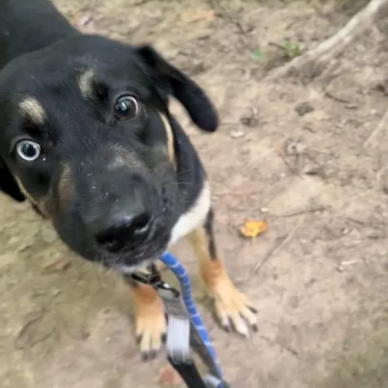 A young medium-sized female Black German Shepherd Dog dog named Future for adoption in Greensboro, NC