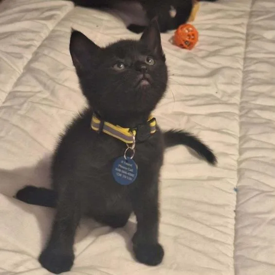 A baby medium-sized male Black Domestic Short Hair cat named Marco for adoption in Pasco, WA