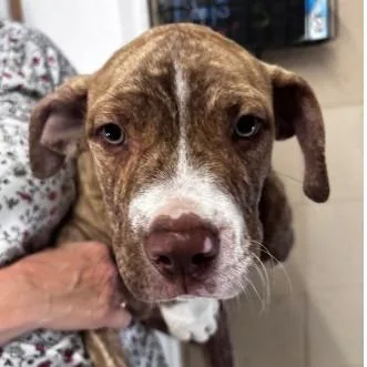 A young medium-sized male Brindle Mixed Breed dog named Gage for adoption in New York, NY