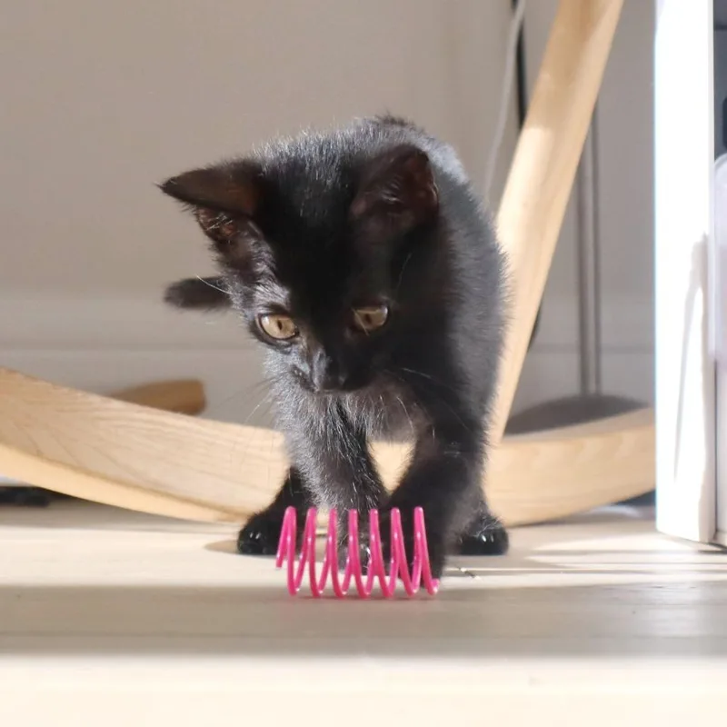 A baby small-sized female Black Domestic Short Hair cat named Tarragon for adoption in Austin, TX