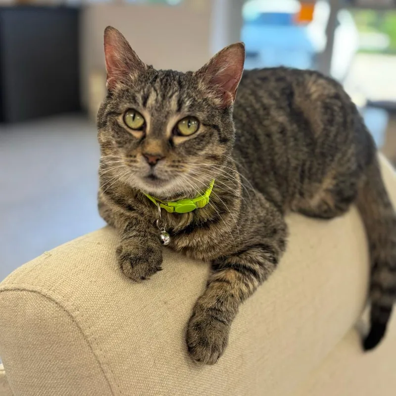 A senior medium-sized female Brown / Chocolate Domestic Short Hair cat named Grizzly Bear for adoption in Madison, WI