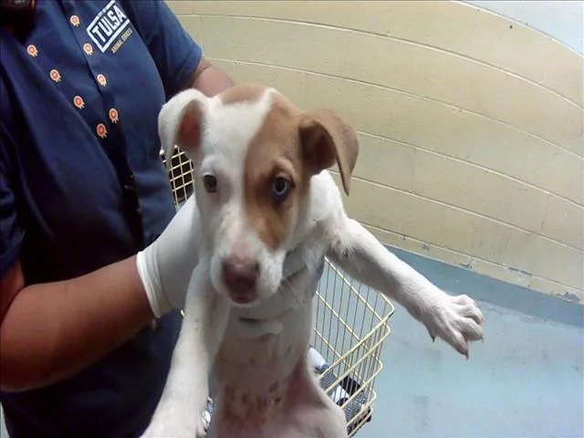 A baby small-sized male Pit Bull Terrier dog named Benji for adoption in Tulsa, OK