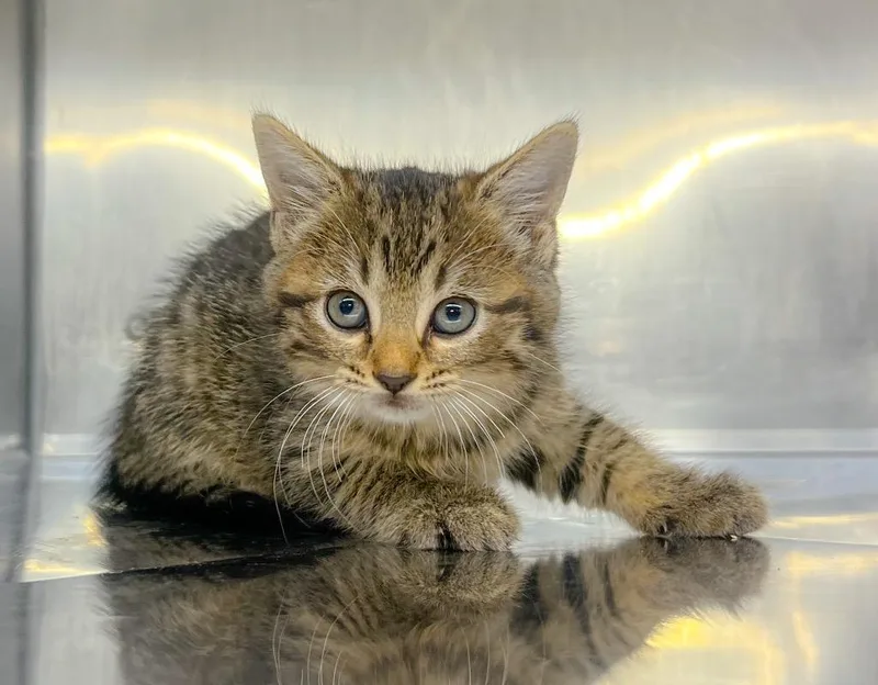A baby small-sized female Domestic Short Hair cat named Dandelion for adoption in Murray, KY