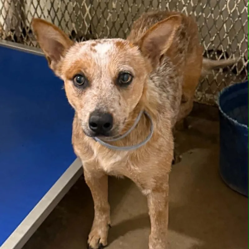 A young small-sized female Red / Chestnut / Orange Cattle Dog dog named Dolly for adoption in Stephenville, TX