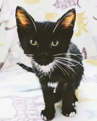 A baby medium-sized female Black American Shorthair cat named Helen for adoption in Eureka, CA