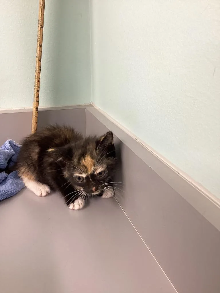 A baby small-sized female Domestic Short Hair cat named Coral for adoption in Athens, TN