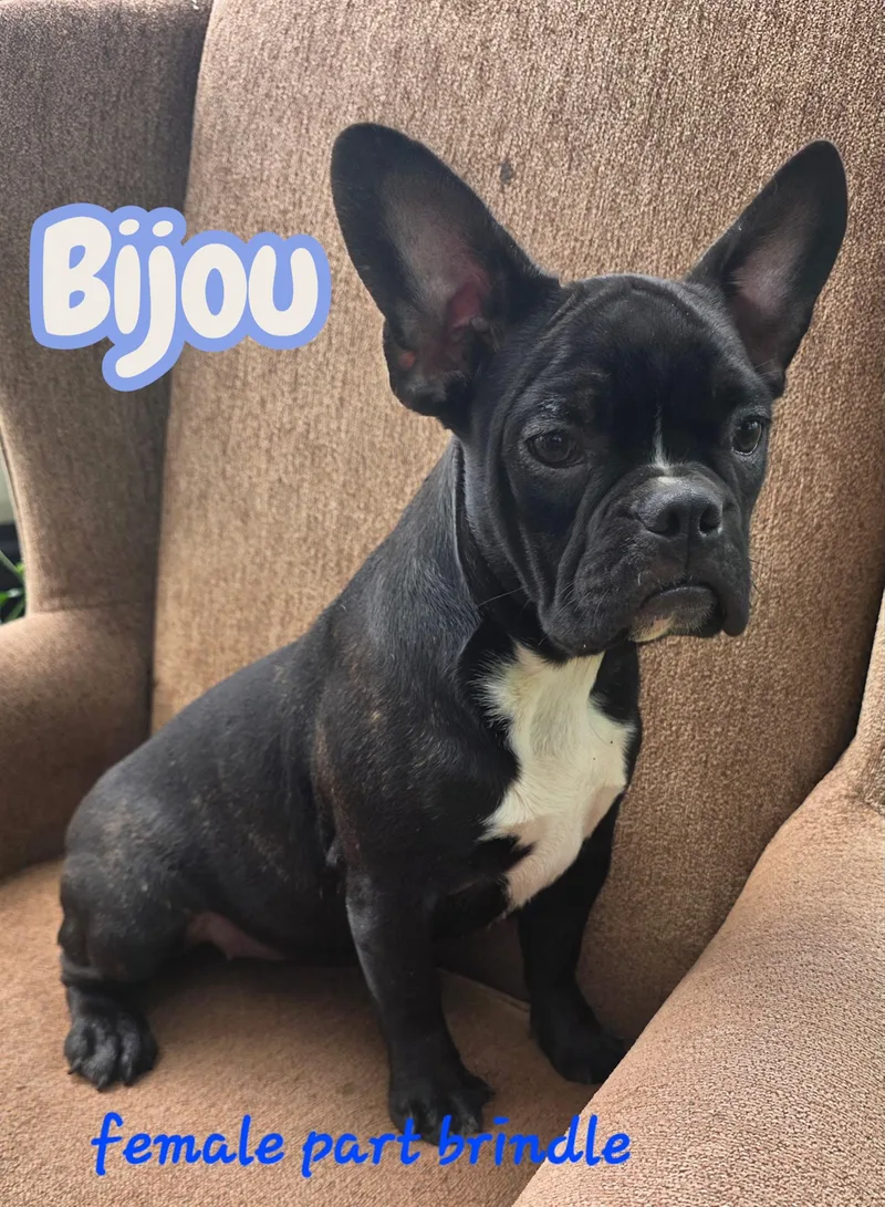 A baby small-sized female French Bulldog dog named Bijou for adoption in Semmes, AL