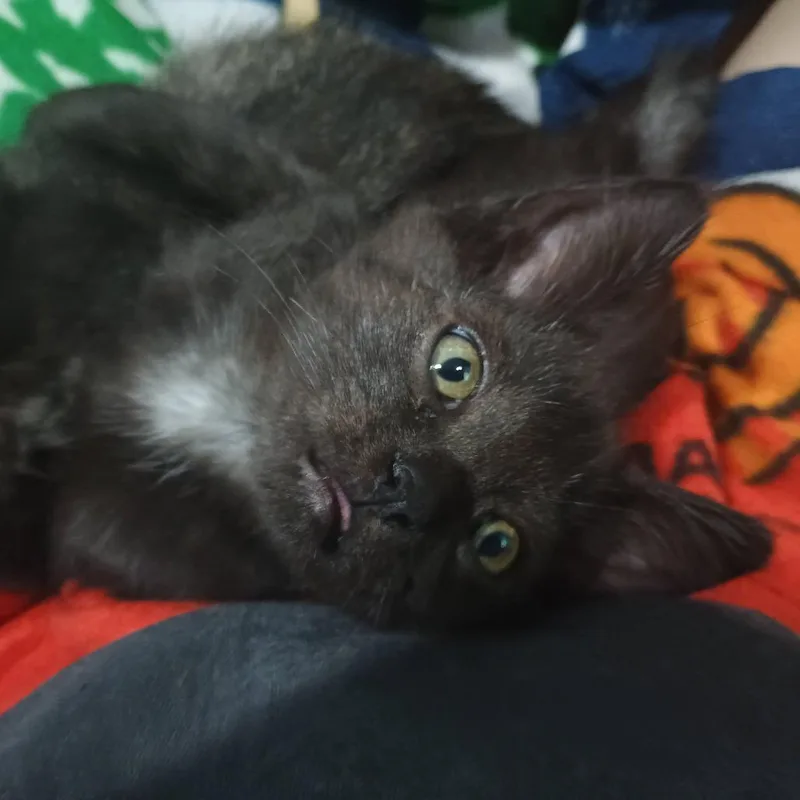 A baby small-sized female Domestic Short Hair cat named Acorn for adoption in Farmington, MN