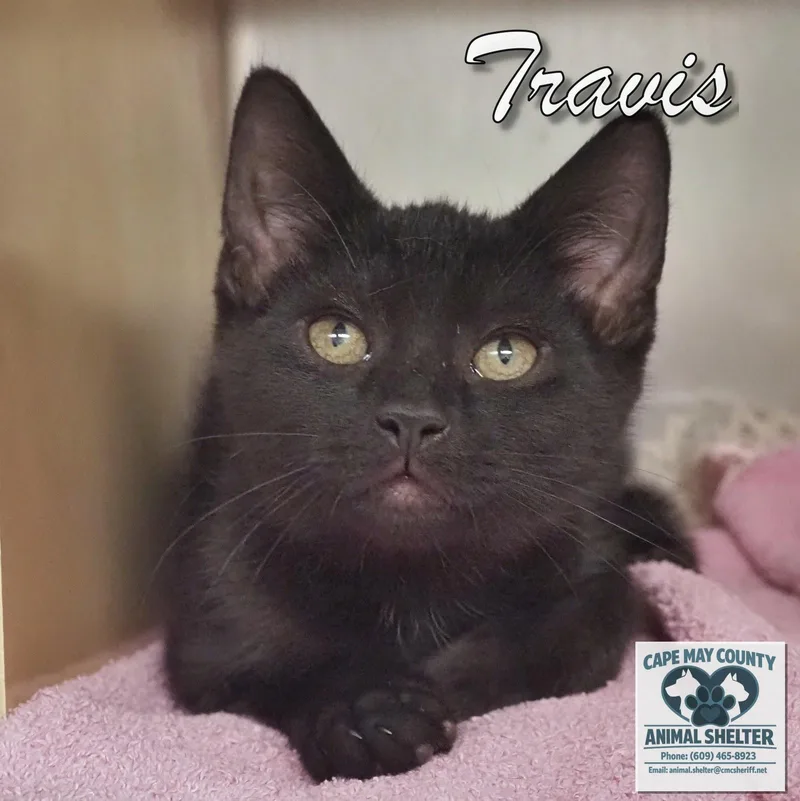 A young medium-sized male Domestic Short Hair cat named Travis & Heidi for adoption in Cape May Court House, NJ