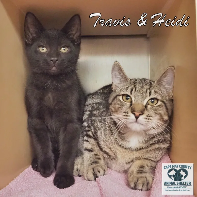 Travis & Heidi thumbnail 4
