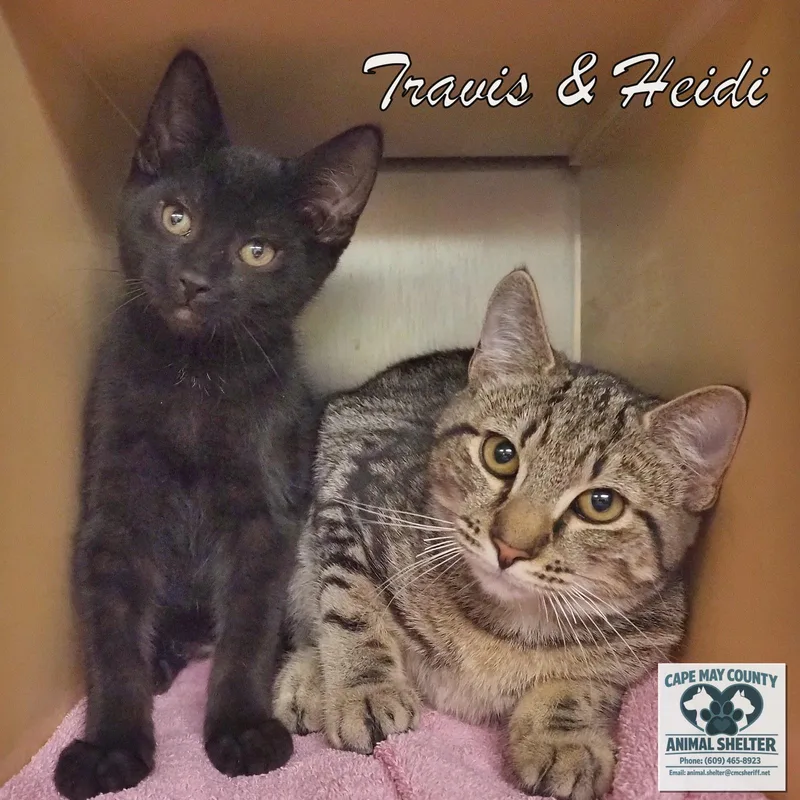 Travis & Heidi thumbnail 5
