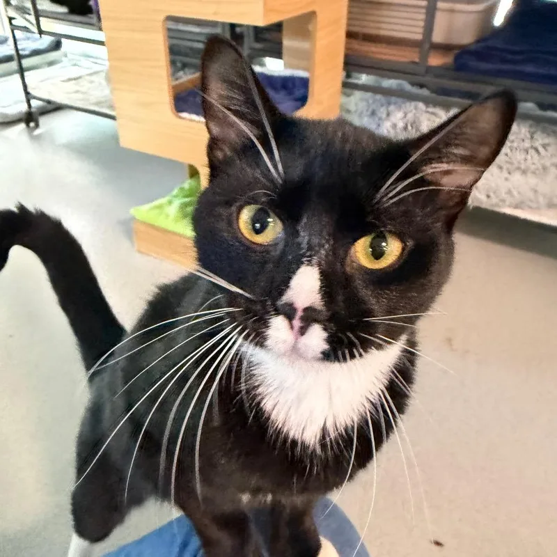 A young medium-sized male Domestic Short Hair cat named Billy for adoption in Hampton Bays, NY